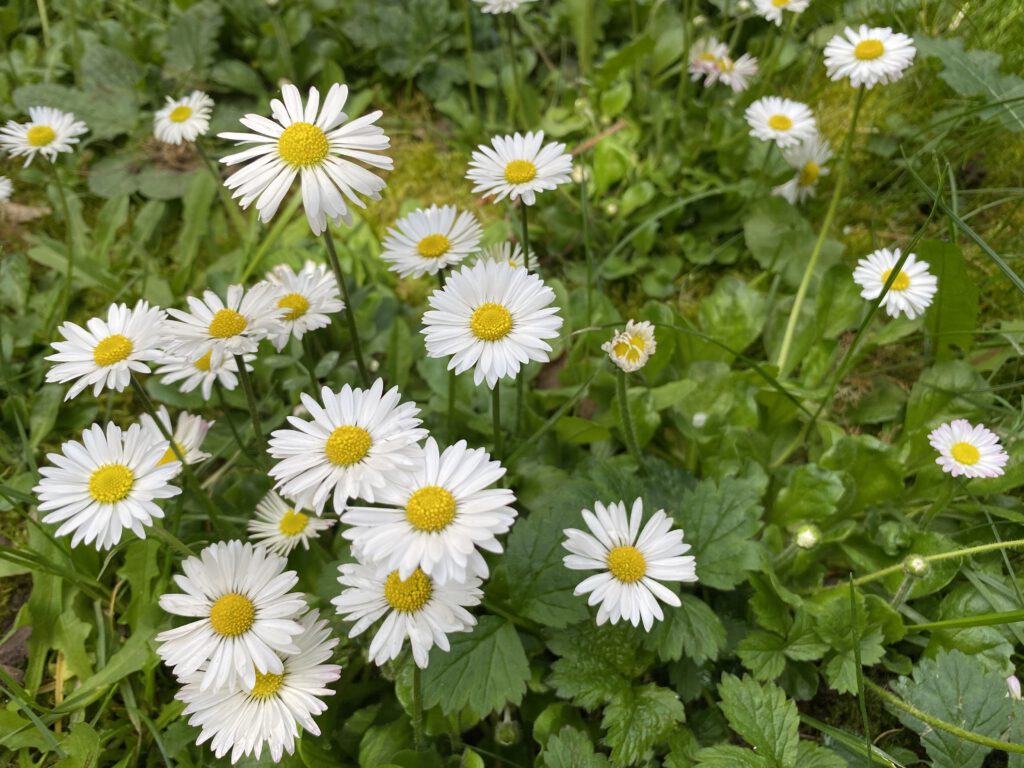blumenwiese mit Gänseblümchen