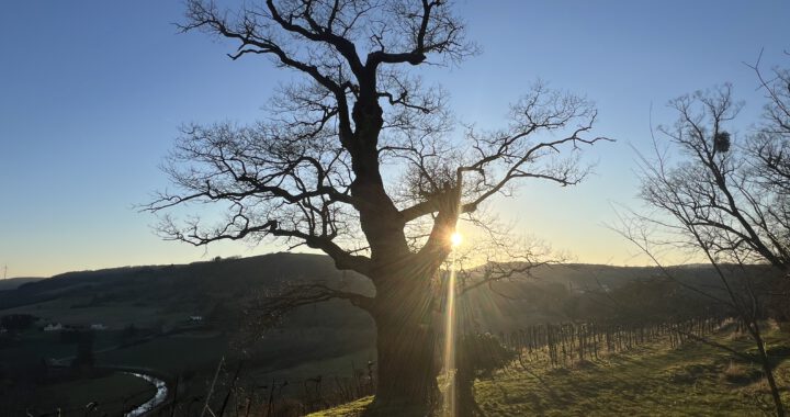Alter Meister Disibodenberg im Abendsonnenlicht